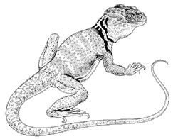 Line drawing of a collared lizard