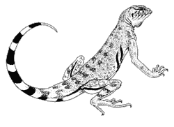 Line drwing of a zebra-tailed lizard