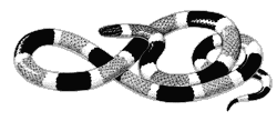 Line drawing of a Sonoran coral snake
