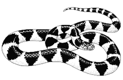 Line drawing of a kingsnake