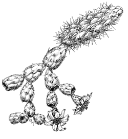 Illustration of jumping cholla