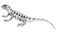 line drawing of a lesser earless lizard