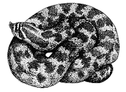 Line drawing of a Mexican hog-nosed snake