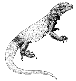 Line drzwing of a common chuckwalla