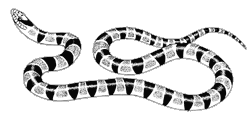 Line drawing of a Mohave Shovel-nosed snake