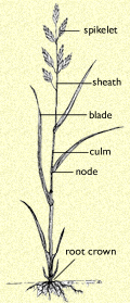 Line drawing of a California brome structure
