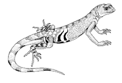 Line drawing of a greater earless lizard
