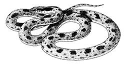 Line drawing of a Desert Nightsnake