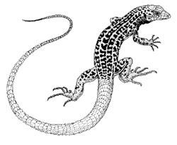 Line drawing of a Western whiptail