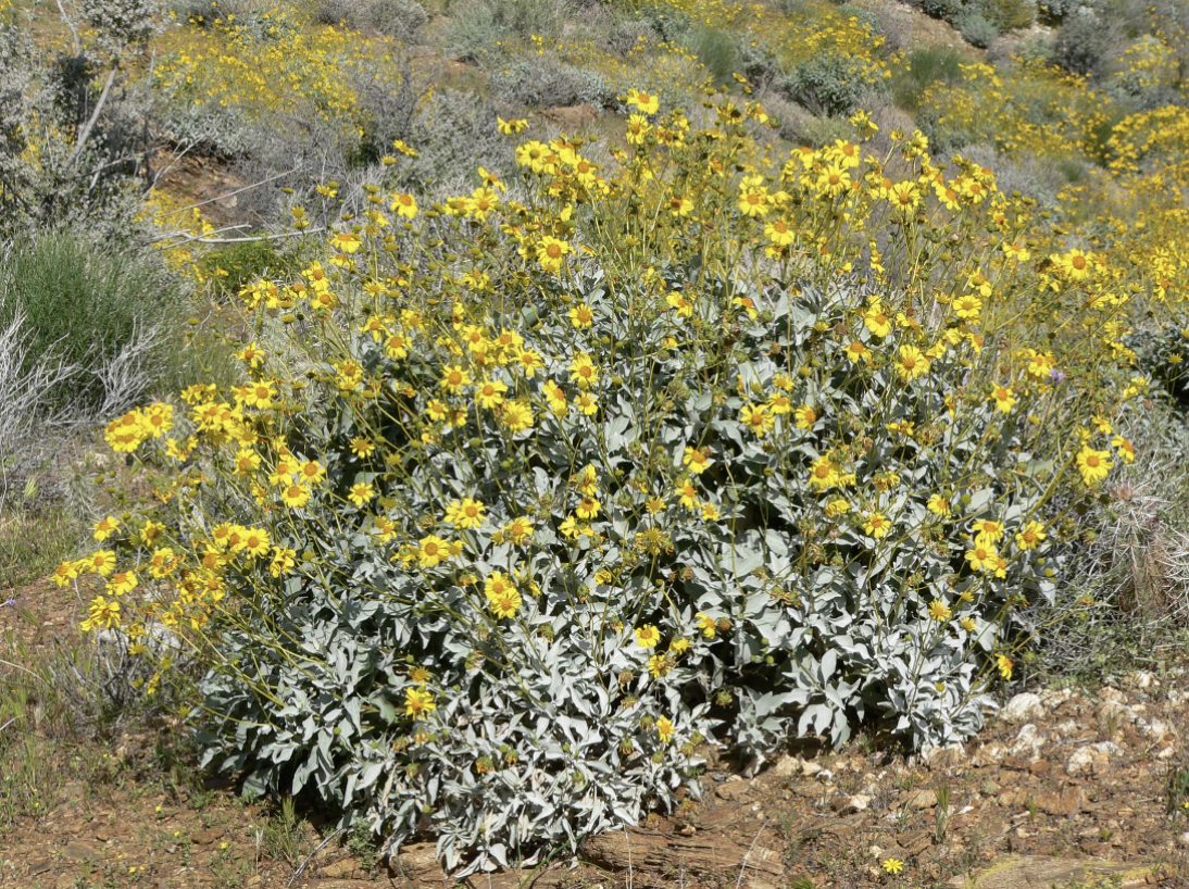 Photo of Brittlebush