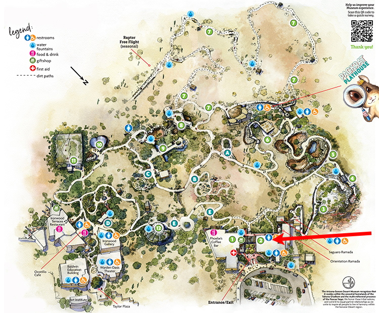 Museum map showing location of Desert Blonde Tarantula