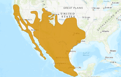 Range Map for Ringtail