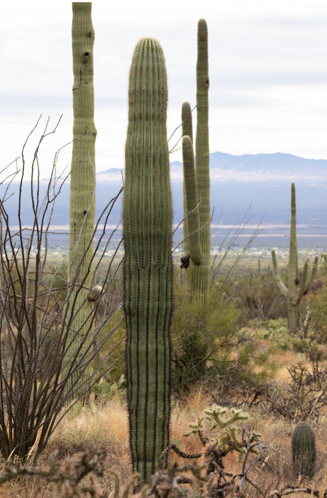 Photo of Saguaro Cactus