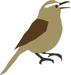 Cactus Wren graphic