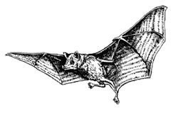 Lesser Long-nosed Bat