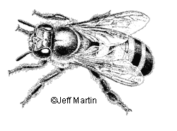 Africanized Honeybee