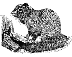 Rock quirrel illustration